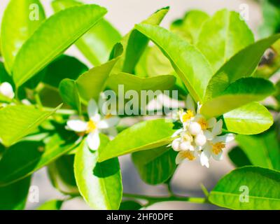 Lindenblüte oder Lindenblüte auf dem Baum (Citrus aurantifolia). Sie sind weiß und gelb, Blätter sind grün.Bild im unscharfen Hintergrund Stockfoto