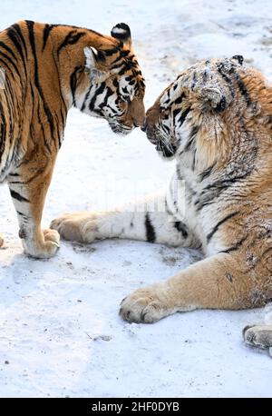 Changchun, Chinas Provinz Jilin. 13th Januar 2022. Sibirische Tiger tummeln sich im Siberian Tiger Park in Changchun, der Hauptstadt der nordöstlichen Provinz Jilin, am 13. Januar 2022. Quelle: Yan Linyun/Xinhua/Alamy Live News Stockfoto