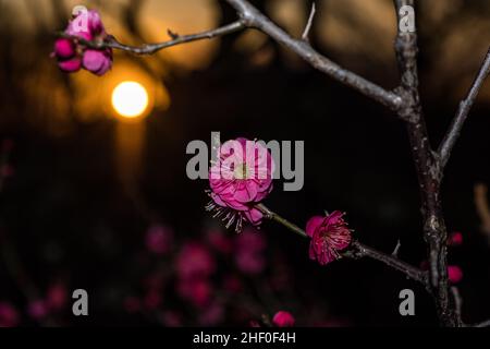 Ein hübscher, pflaumenrosa Sonnenuntergang Stockfoto