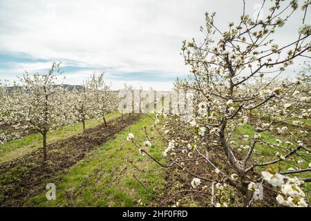 Kirschplantage Obstgarten niedrigen Winkel Blick auf Reihe von Bäumen Blüht mit weißen Blüten Stockfoto