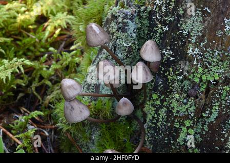 Haubenpilze, Mycena erubescens, wachsen auf einem alten, mit Moos bedeckten und mit Lichen bedeckten Baumstumpf Stockfoto
