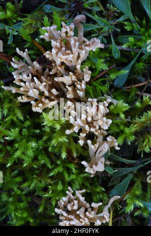 Korallenpilze Ramaria pallida oder Pilze, die unter Moos auf dem Waldboden wachsen Stockfoto