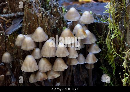 Fairy Inkcap Coprinellus disseminatus Pilze wachsen auf Rotten oder verfaulenden Baumstumpf Stockfoto