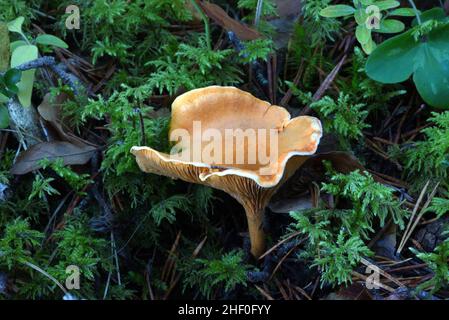 Falsche Chanterelle Pilz oder Pilze Hygrophoropsis aurantiaca wächst unter Moos auf Waldboden Stockfoto