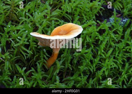 Falsche Chanterelle Pilz oder Pilze Hygrophoropsis aurantiaca wächst unter Moos auf Waldboden Stockfoto