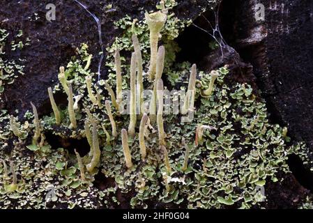 Cladonia Cup Lichen sp Stockfoto
