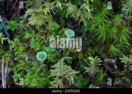 Cladonia asahinae oder Green Pixie Cup Lichen aka Asahina's Cup Lichen wächst unter Moos auf Waldboden Stockfoto