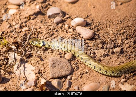 Nahaufnahme einer wilden, britischen Grasschlange (Natrix natrix), die sich in der Hitze des warmen Frühlings-Sonnenscheins in ihrem natürlichen Lebensraum Heide sonnt. Stockfoto