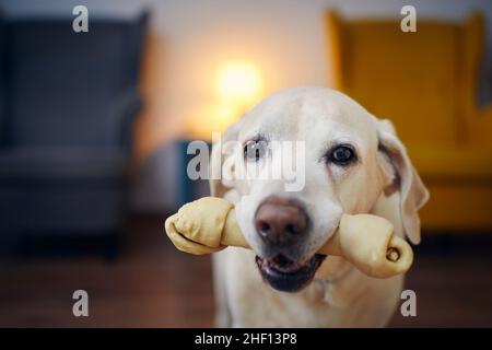 Ehrlicher Blick auf glücklichen Hund mit Kauknochen im Mund. Porträt des alten labrador Retriever zu Hause. Stockfoto