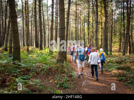 Eine Gruppe von Menschen geht den Hügel hinauf und redet im Belgrader Wald. Hintergrundbild. Istanbul.Türkei. Gruppenausflug in die Natur. Stockfoto
