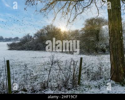 Blick auf einen kleinen, schneebedeckten Wald am Rande des Feldes gegen die Abendsonne. Stockfoto