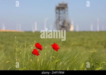 Rote Mohnblumen in einem Kornfeld am Rande der Tagebaumine Garzweiler in Deutschland Stockfoto