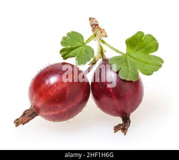 Rote Stachelbeere mit grünen Blättern isoliert auf weißem Hintergrund Stockfoto