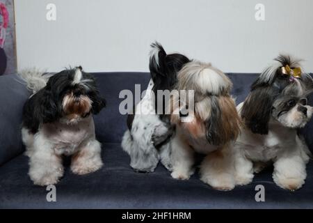 Ein süßer Shih Tzu Hund mit Schleife liegt zu Hause auf dem Sofa. Hund schaut auf die Kamera Stockfoto