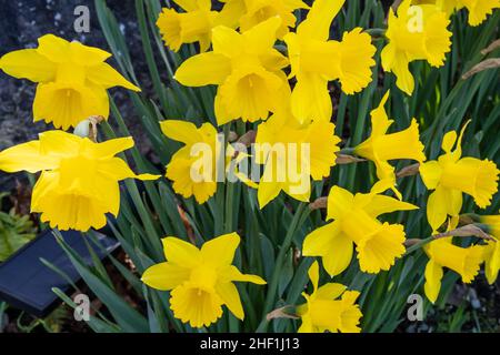 Lent Lily (Narcissus pseudonarcissus) ist eine mehrjährige blühende Pflanze, die häufig in Gärten angebaut wird. Stockfoto