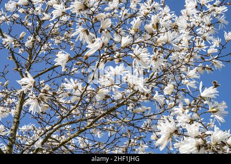 Sternmagnolie (Magnolia stellata) ist ein langsam wachsender Strauch oder kleiner Baum, der in Japan beheimatet ist. Sie trägt im Frühjahr große, auffällige weiße oder rosa Blüten, Stockfoto