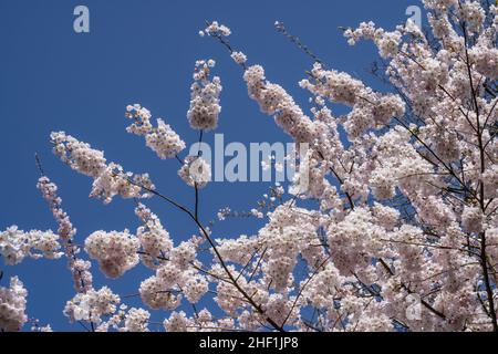 Yoshino Kirsche (Prunus × yedoensis) ist eine Hybridkirsche zwischen Prunus speciosa (Oshima zakura) als Vaterpflanze und Prunus pendula f. ascendens (Edo Stockfoto