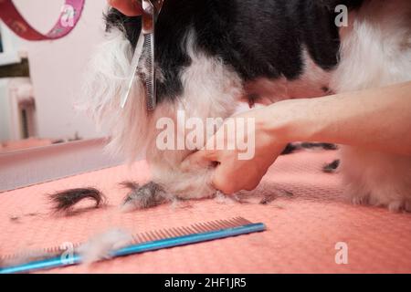 Die Putzerin putzt Shih Tzu im Friseursalon Stockfoto