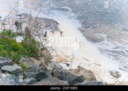Verschmutzter Fluss, Schaum in einem Wasser in der Nähe der Küste. Stockfoto