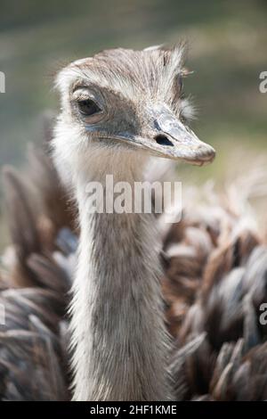 Der größere rhea (Rhea americana), flugunser Vogel in Nahaufnahme. Stockfoto