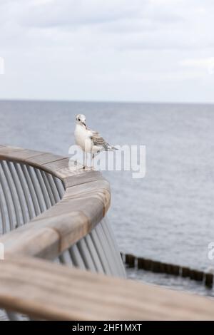 Eine weiße Möwe sitzt auf dem Geländer der neuen Seebrücke in Koserow auf der Insel Usedom. Stockfoto