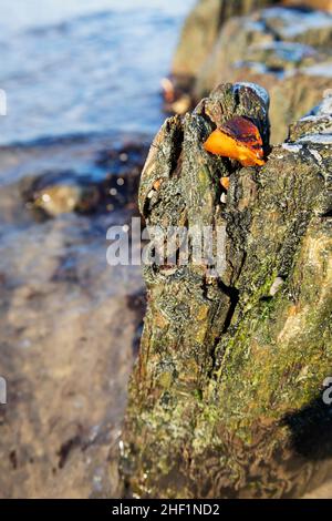 Ein Stück Bernstein blieb im Baum eines alten Wellenbrecher stecken Stockfoto