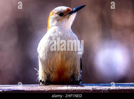 Der Specht kommt auf der Terrasse im Hinterhof an Stockfoto