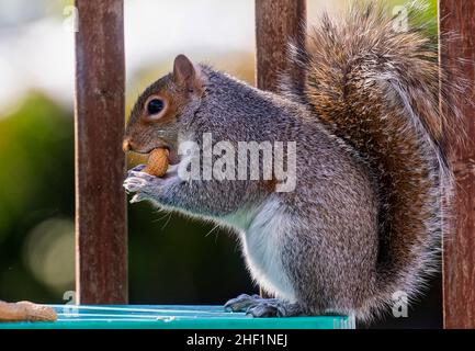 Ein Eichhörnchen kommt auf das Deck und findet Erdnüsse Stockfoto