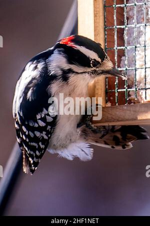 Ein Specht, der an einem Suet Feeder füttert Stockfoto