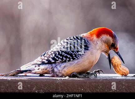 Der Specht kommt auf dem Hinterhof an und findet Erdnüsse Stockfoto