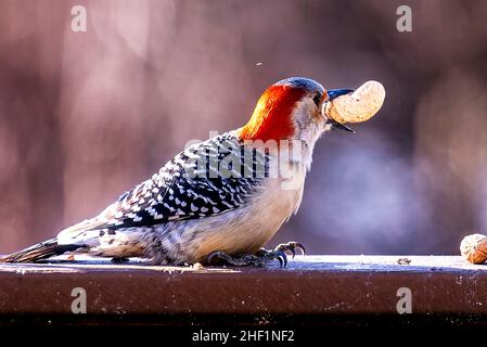 Der Specht kommt auf dem Hinterhof an und findet Erdnüsse Stockfoto