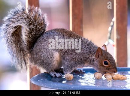 Ein Eichhörnchen kommt auf das Deck und findet Erdnüsse Stockfoto