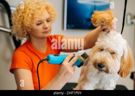 Nahaufnahme der weiblichen Groomerin, die den gehorsamen Lockenhund Labradoodle mit einer Frisiermaschine für Tiere am Tisch im Friseursalon schneidet. Stockfoto