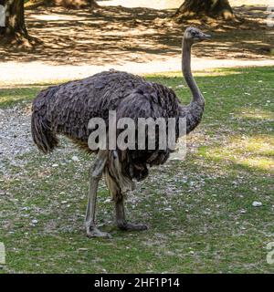 Die gemeinsame Strauß, Struthio camelus, oder einfach Strauß, ist eine Pflanzenart aus der Gattung der großen flugunfähigen Vogel aus Afrika. Es ist eine der zwei bestehenden Arten von Os Stockfoto