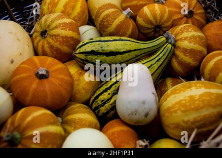 Viele verschiedene Arten von Kürbissen in einem Weidenkorb voller Stroh Stockfoto