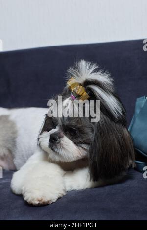Ein süßer Shih Tzu Hund mit Schleife liegt zu Hause auf dem Sofa. Hund schaut auf die Kamera Stockfoto