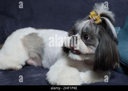Ein süßer Shih Tzu Hund mit Schleife liegt zu Hause auf dem Sofa. Hund schaut auf die Kamera Stockfoto