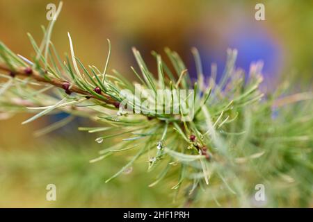 Kiefernzweig mit Nadeln bedeckt mit Regentropfen aus der Nähe. Selektiver Fokus Stockfoto