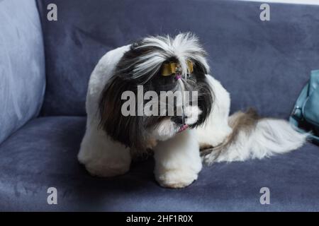Ein süßer Shih Tzu Hund mit Schleife liegt zu Hause auf dem Sofa. Hund schaut auf die Kamera Stockfoto