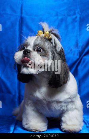 Ein süßer Shih Tzu Hund mit Schleife liegt zu Hause auf dem Sofa. Hund schaut auf die Kamera Stockfoto