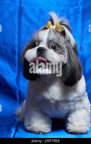 Ein süßer Shih Tzu Hund mit Schleife liegt zu Hause auf dem Sofa. Hund schaut auf die Kamera Stockfoto