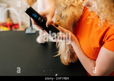 Nahaufnahme des weiblichen Groomers, der die Pfote des reinrassigen Lockenhundes Labradoodle mit einer Haarschneidemaschine für Tiere am Tisch im Friseursalon schneidet. Stockfoto