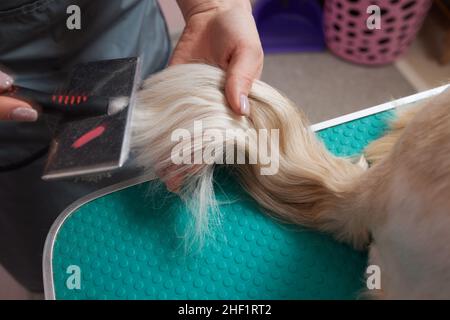 Die Putzerin putzt Shih Tzu im Friseursalon Stockfoto