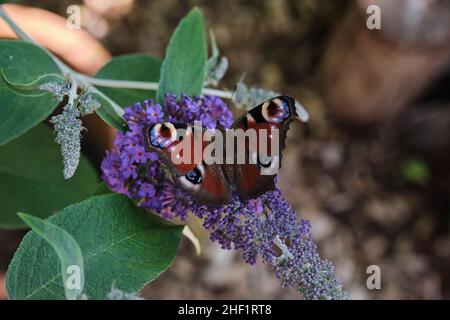 Aglais io, der europäische Pfau, der allgemein als Pfauenschmetterling bekannt ist, ernährt sich an einem sonnigen Tag am Sommerflieder, Schmetterlingsbusch oder Buddleja davidii. Stockfoto