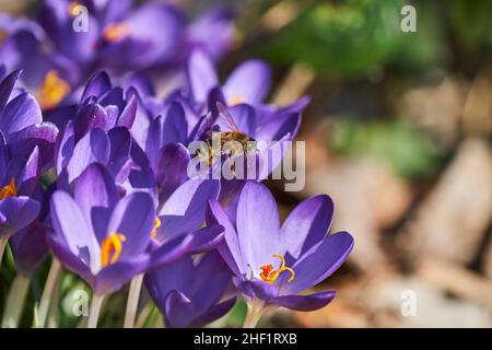 Ein Crocus ist eine blühende Pflanze in der Familie der Iris und eine mehrjährige Blume, die aus Kormen wächst Stockfoto