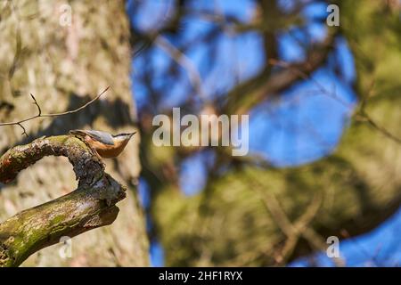 Der eurasische Nuthatch oder Holznuthatch, Sitta europae, ist ein kleiner Singvögel Kurzschwanzvögel mit einem langen Schnabel, blaugrauen Oberteilen und einem schwarzen Stockfoto