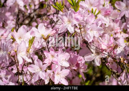 Azaleen sind blühende Sträucher der Gattung Rhododendron, insbesondere die früheren Abschnitte Tsutsuji (immergrün) und Pentanthera (Laub). Azaleen blo Stockfoto