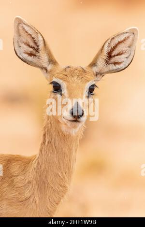 Steenbok im Kgalagadi nach dem Regen Stockfoto