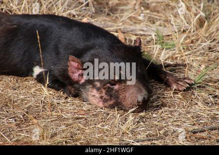 Tasmanischer Teufel, Tasmanien, Australien Stockfoto