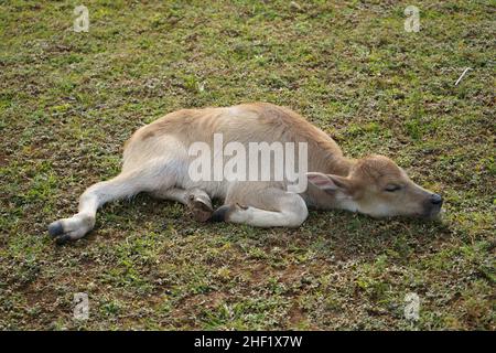 Der Wasserbüffel (Bubalus bubalis), auch asiatischer Büffel, Hauswasserbüffel oder asiatischer Wasserbüffel genannt, ist ein großer Bovid mit Ursprung. Stockfoto